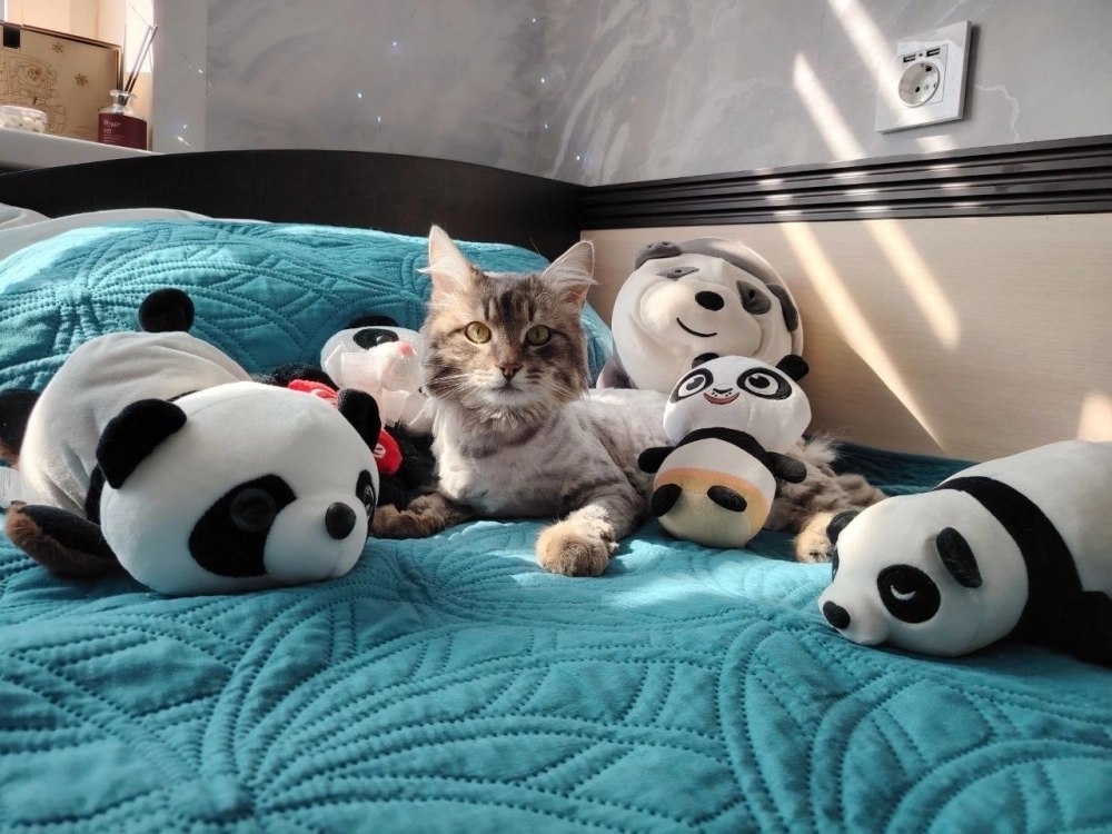 Бося чувствует себя отлично в новом доме. 