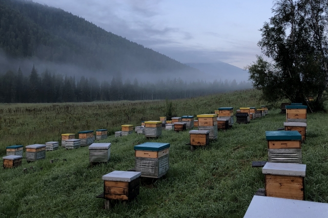 Пчелы работают на высоте до 2000 метров. Выше начинается горная тундра. ⠀