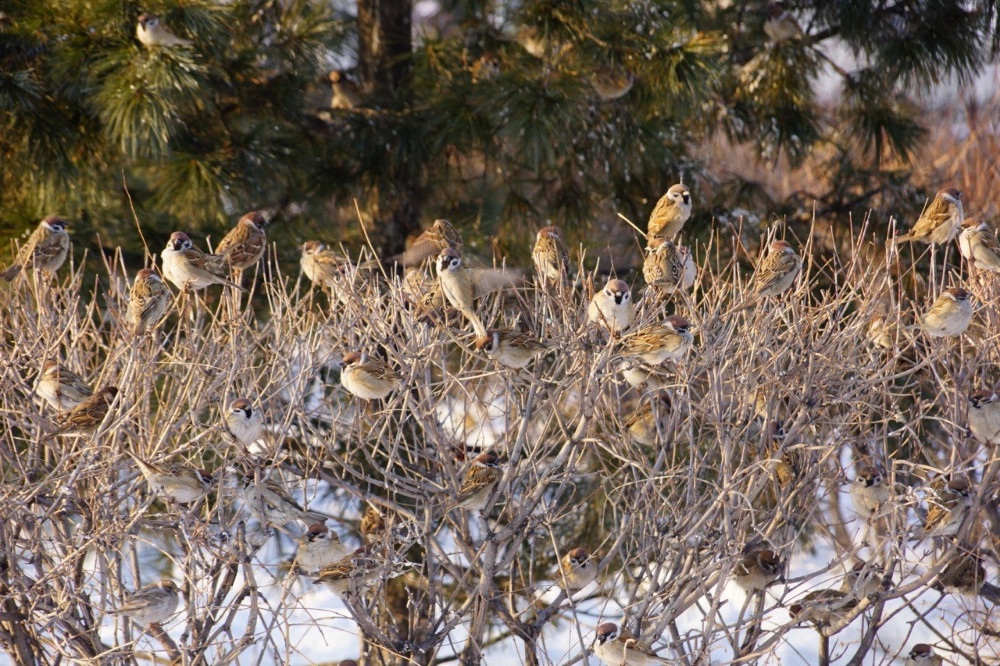 Воробьи в Хабаровске зимой