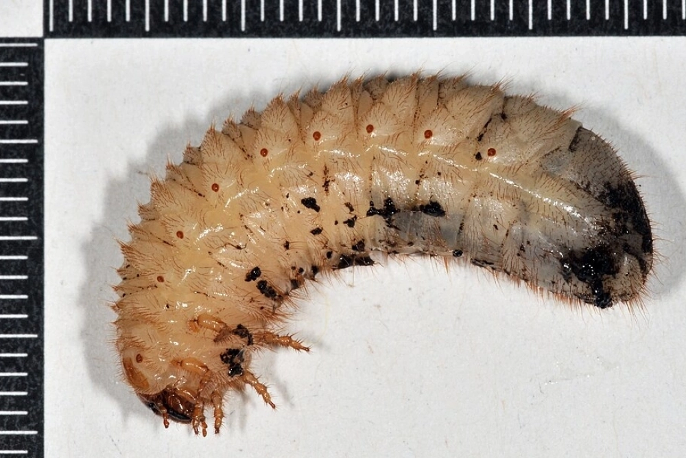 Питается цветками диких и культурных растений, в том числе фруктовых деревьев. Несмотря на это, жуки не способны серьёзно навредить садоводству