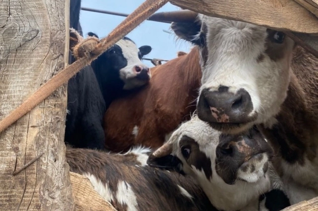 Власти стараются держать ситуацию на контроле.