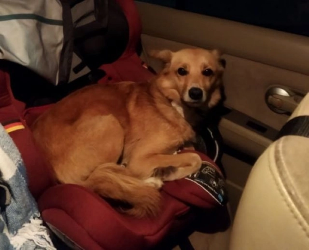 Первое фото Буси после исчезновения.