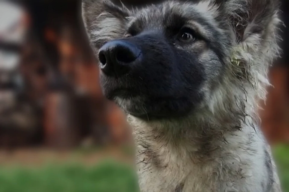 Карина потерялась вместе со щенком по кличке Найда, они вместе спаслись.