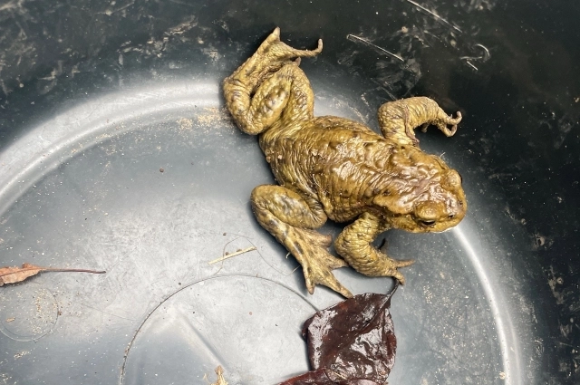 Жаба в ловушке.