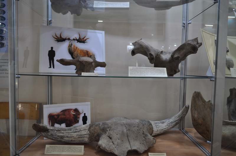 Бивни и рога древних млекопитающих.