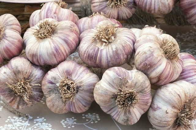 Озимый чеснок будет вас радовать весной.