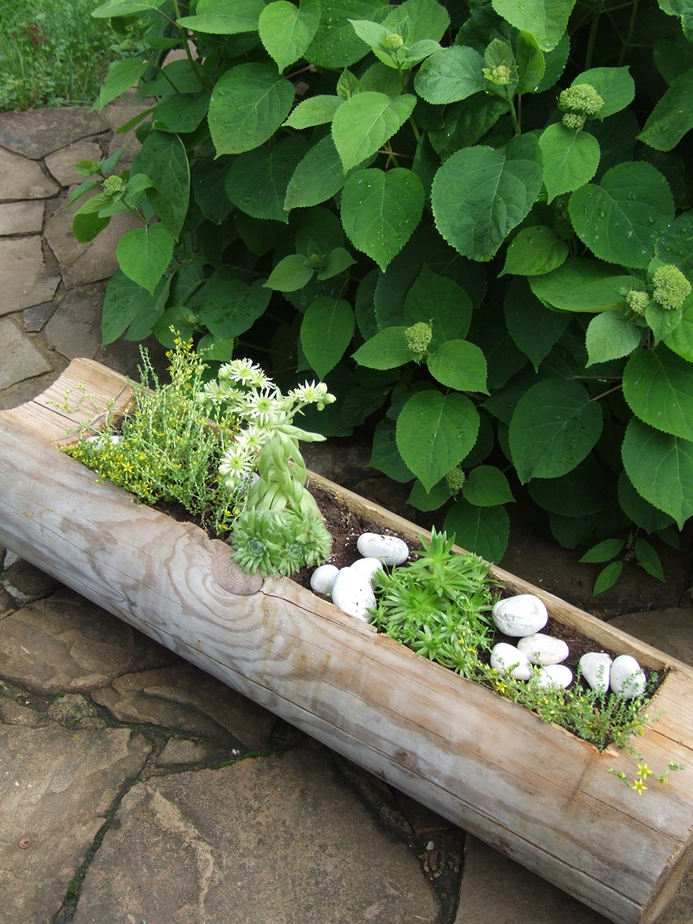 альпинарий, сад, цветы