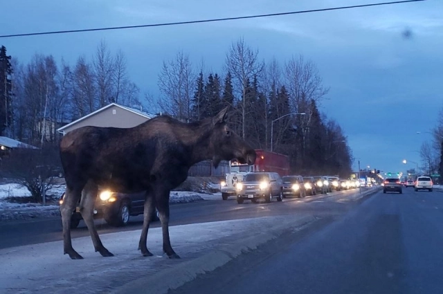 Лось на дороге в Анкоридже.