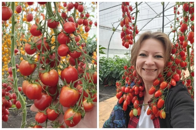 Томаты «Черри-круто» и «Черриводопад».