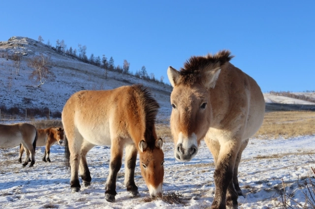 Ну разве не красавцы?