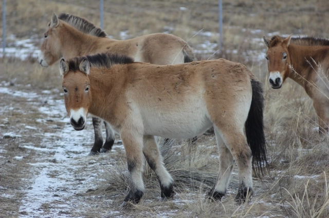 Они не такие, как домашние лошадки, но тем и интересны.
