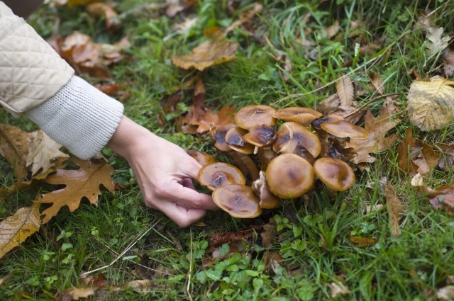 Вырастить можно только вешенки и шампиньоны