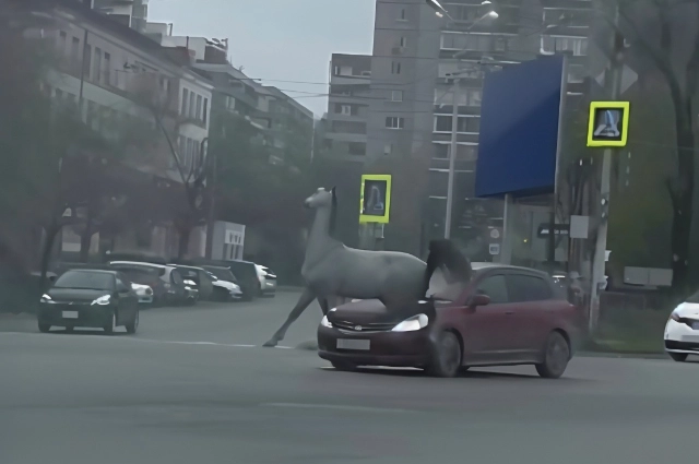 Лошадь на проезжей части.