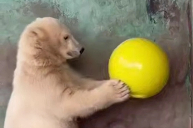 Парма любит играть.