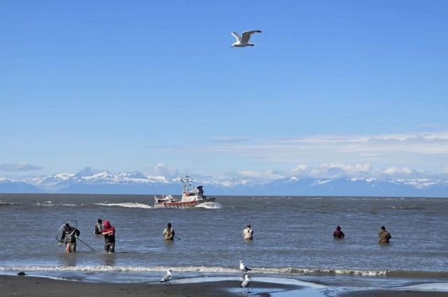 Так ловят рыбу на Аляске, большими сачками.
