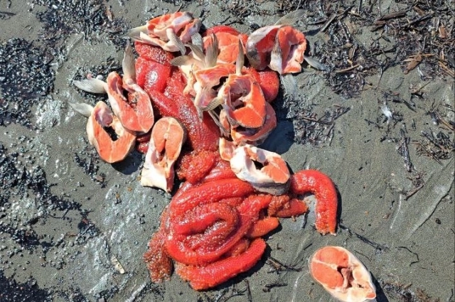 Рыбу потрошат прямо на берегу, лишнее - оставляют тут же.