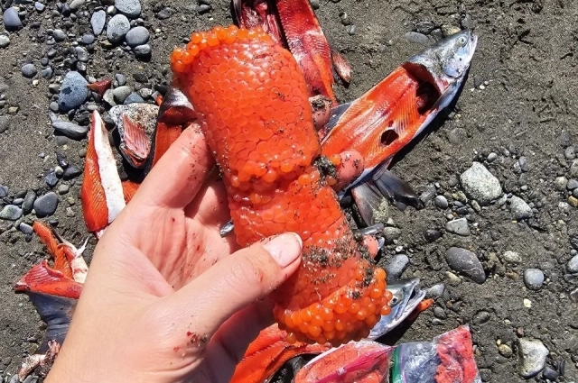 Икру американские рыбаки оставляют на берегу.