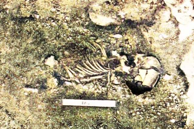 Останки мальчика из Староселья.