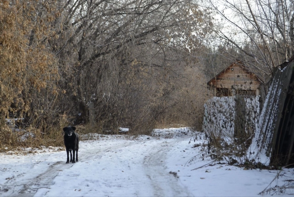 Заброшенная дорога начинается за поворотом. Охраняет его уставший Бобик.
