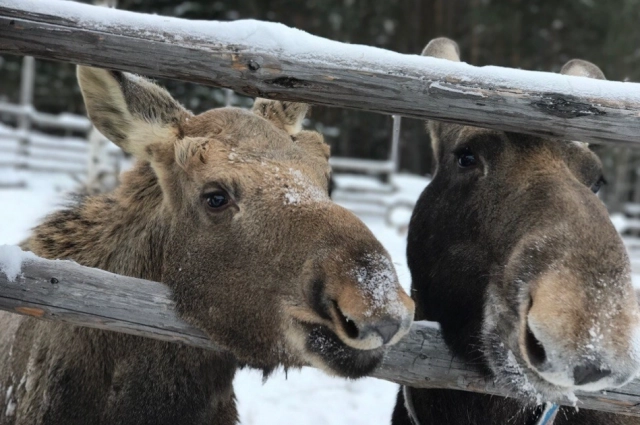 Лоси с радостью идут на контакт с людьми.