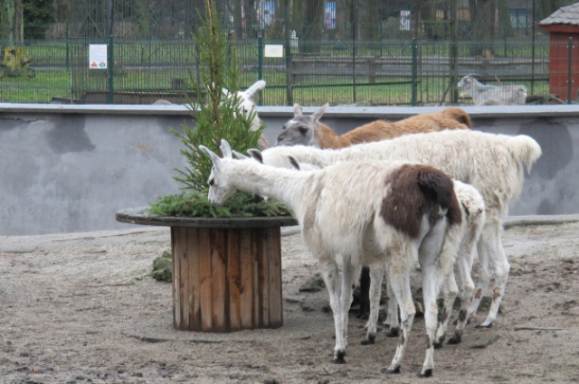 Ламы с удовольствием отведают еловые ветки