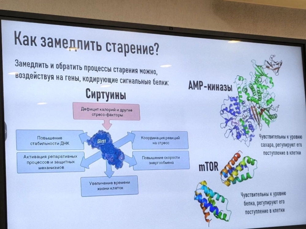 Учёные долгое время думали, что программа старения человека заложена в его генах.