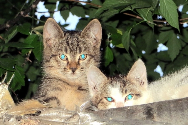 Пушистые любимцы, возможно, могут замедлять развитие рака.