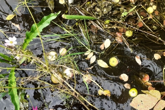 Грунтовая вода поглотила урожай тюменских дачников.