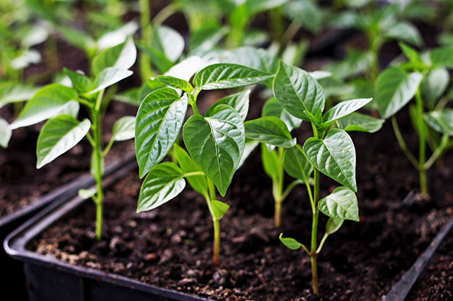 Огород без забот: 5 практичных советов, как создать контейнерный огород или мобильный фруктовый сад