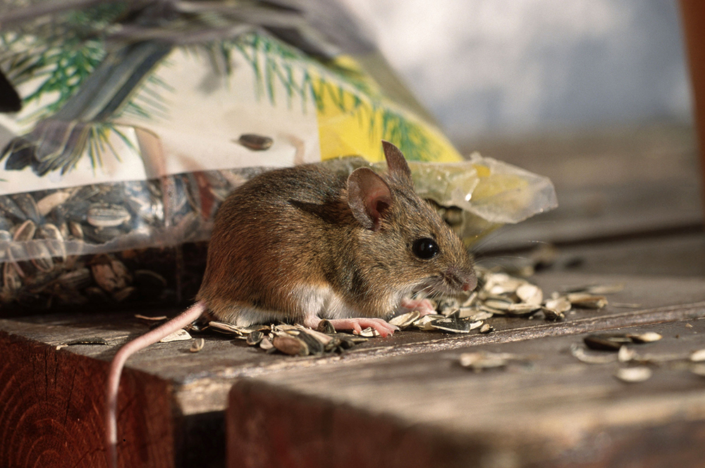 Польза в природе от мышей