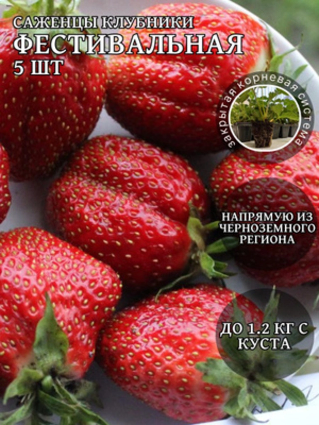 Фестивальныая