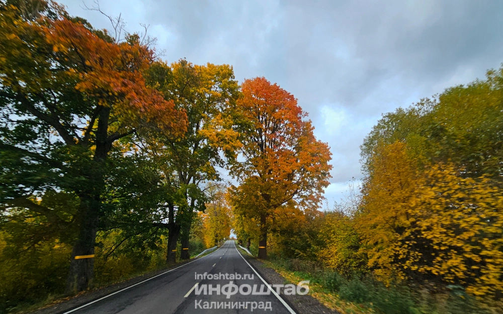 Лес, Краснолесье, дорога, Природа