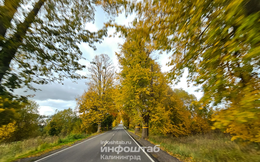 Лес, Краснолесье, дорога, Природа