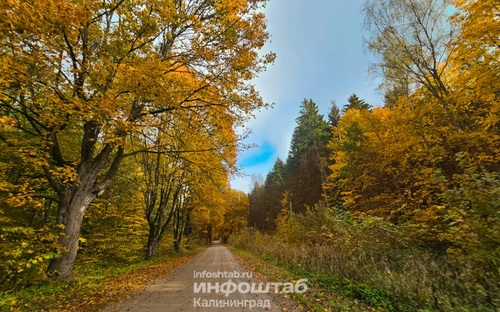 Лес, Краснолесье, дорога, Природа