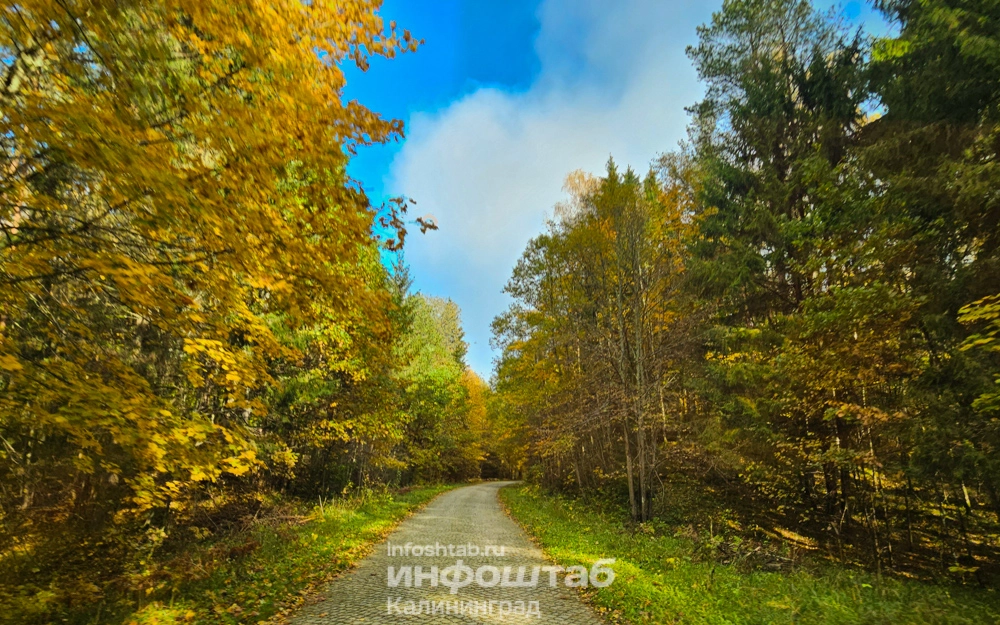 Лес, Краснолесье, дорога, Природа