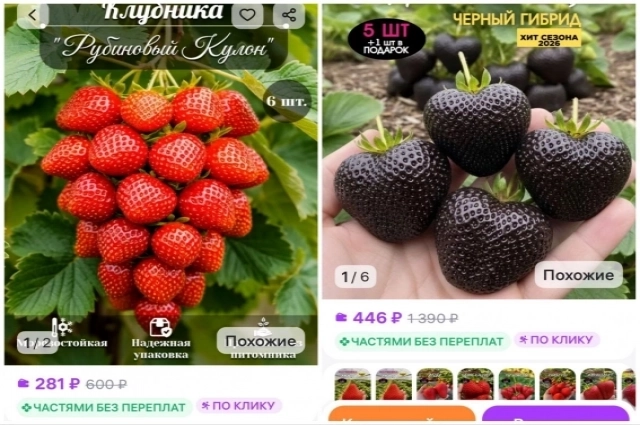 Как вам такие гроздья клубники?