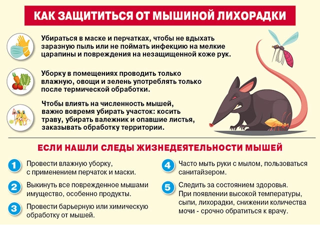 мышиная лихорадка инфографика