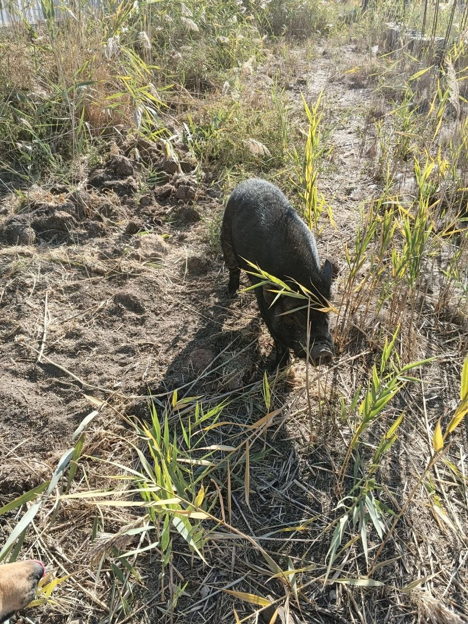 спасение минипига