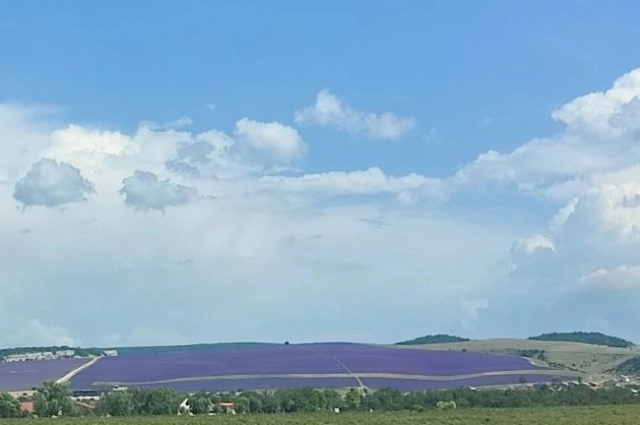 Фиолетовые поля видно с трассы.