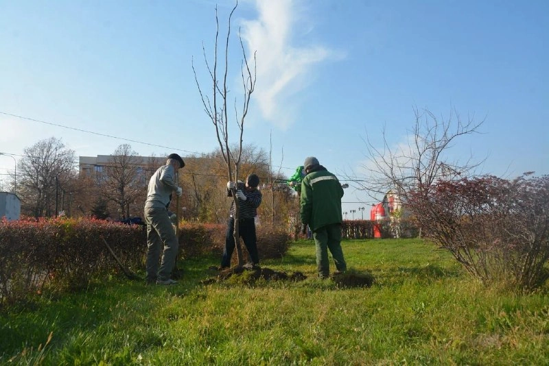 высадка деревьев