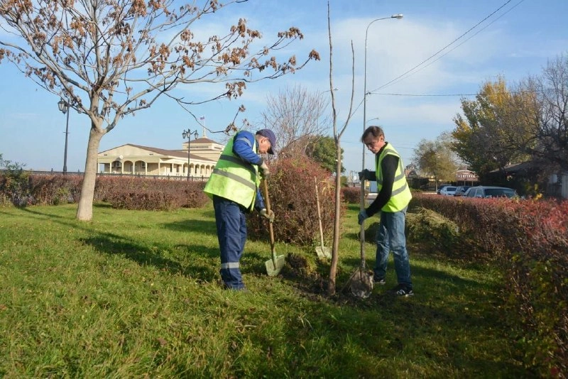 высадка деревьев