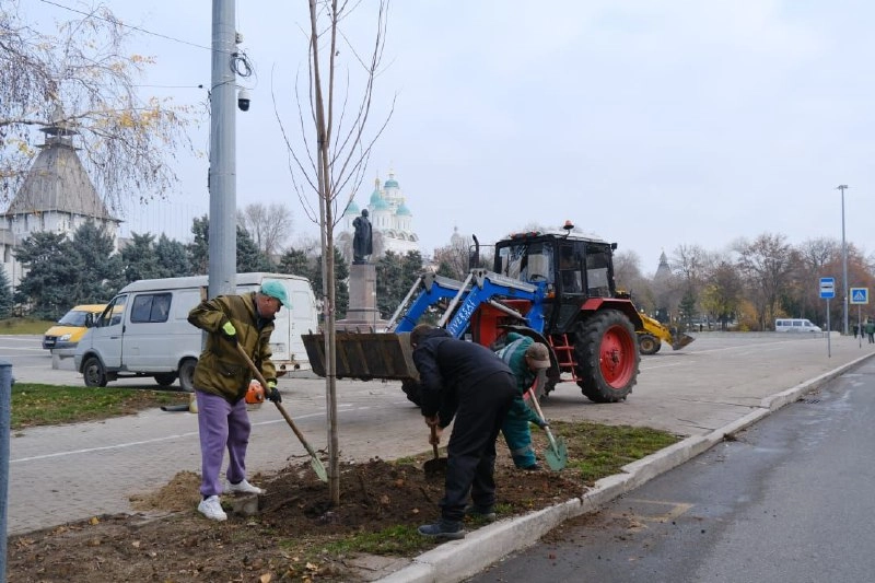 высадка деревьев