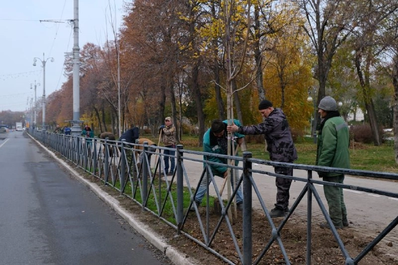 высадка деревьев