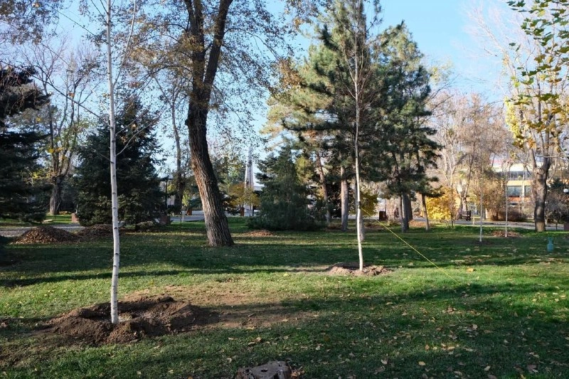 высадка деревьев