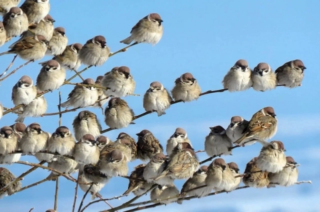 Если 28 января воробьи сидят на деревьях тихо - жди ухудшений погоды.