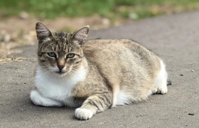 И кошечка, конечно, местная знаменитость.