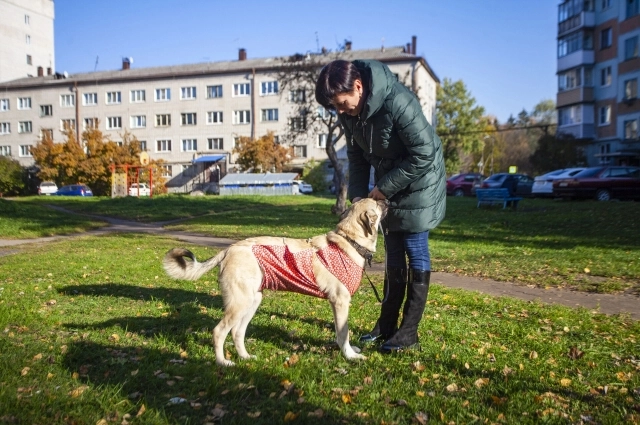 Все собаки содержатся в хороших условиях – их регулярно выгуливают, делают прививки и лечат