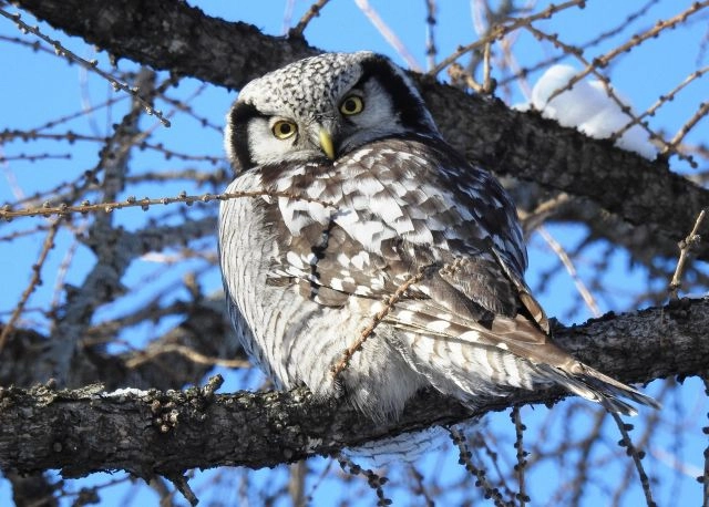 Частая гостья наших городов Ястребиная сова.