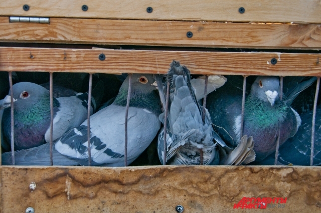 широко распространённая птица семейства голубиных.