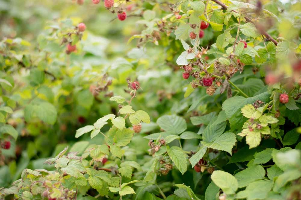 Малина требует тщательного осмотра.